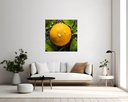 Dew-Kissed Citrus