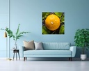 Dew-Kissed Citrus