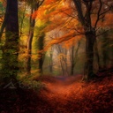 Autumnal Dreamscape