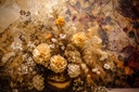 Ethereal Floralscape