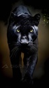 Mystic Prowl